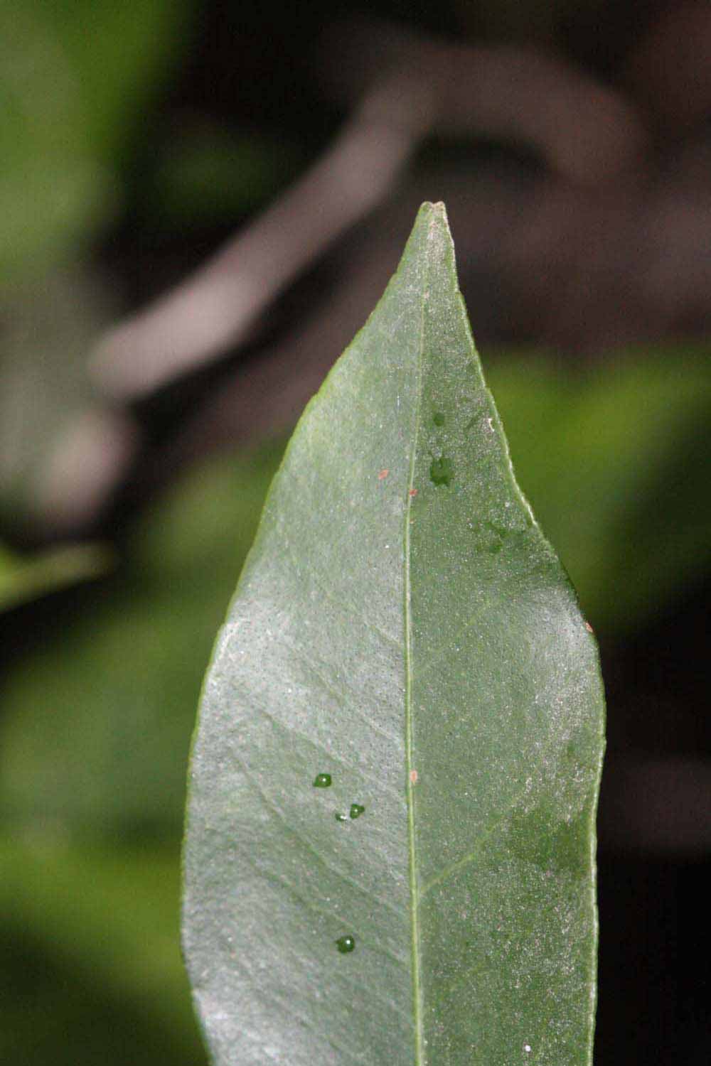              Margin (Riverside, CA)       